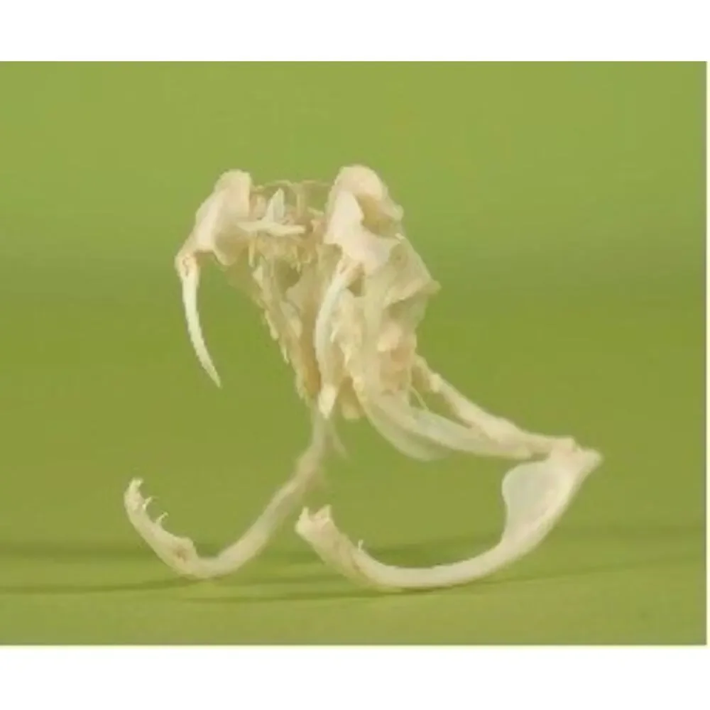 4 Puzzles!! Western Diamondback Rattlesnake Snake Skull FANGS SPECIMEN SK4C